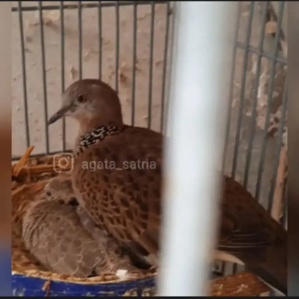 Burung derkuku Jantan Dewasa pernah jadi indukan