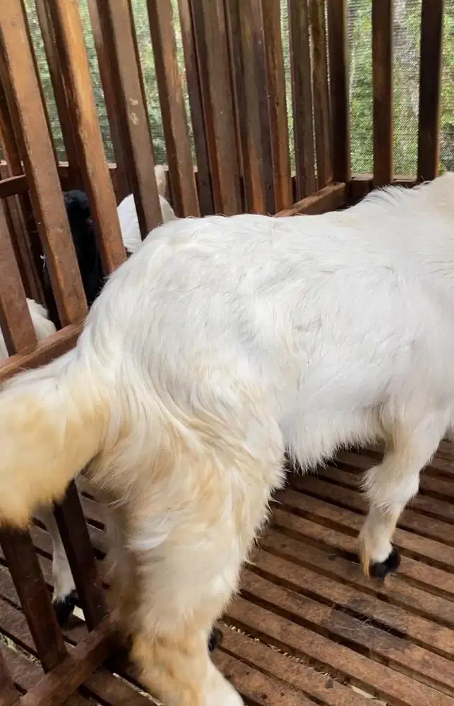 Kambing jantan etawa