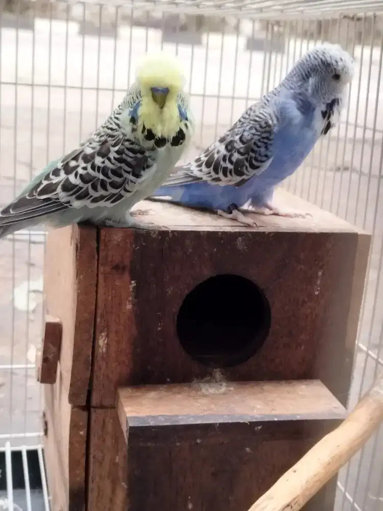 Sepasang parkit EB Holland