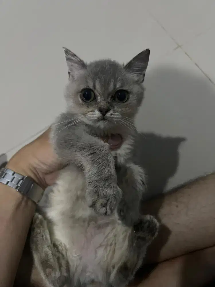 Kucing British Short Hair Silver Betina Kitten Non Ped