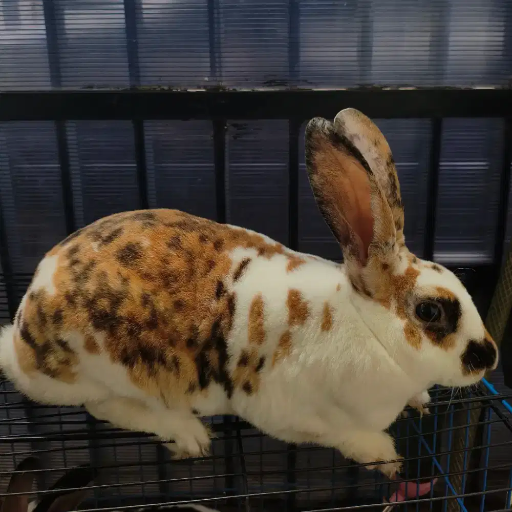 Kelinci Rex tricolor 2,1 kilo