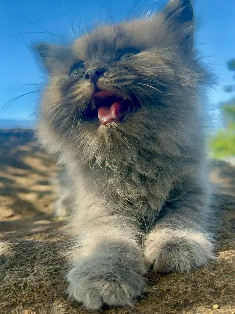 Kitten Himalaya abu