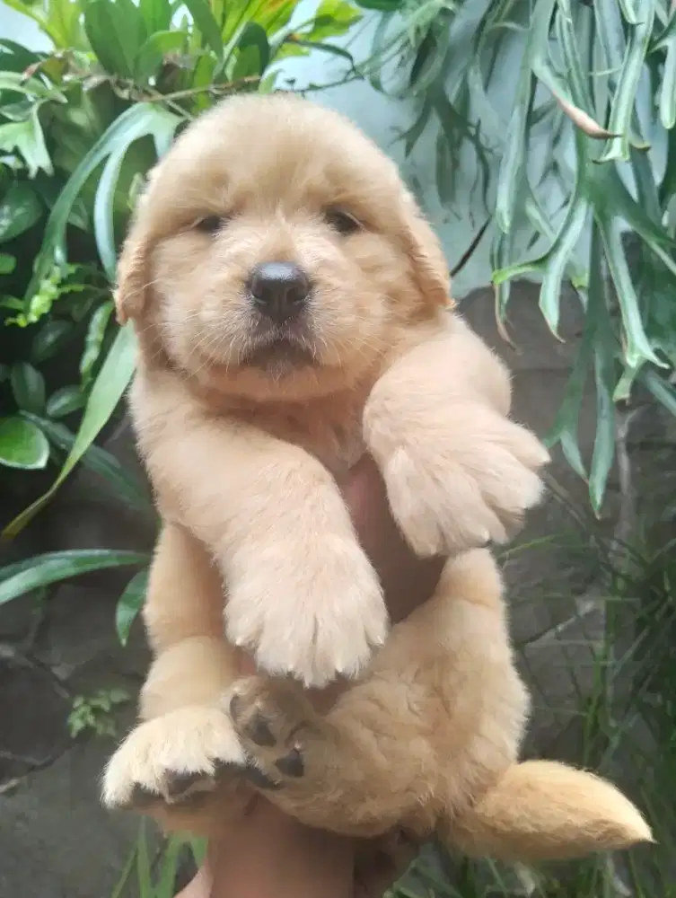 Booking Golden Redriever puppies