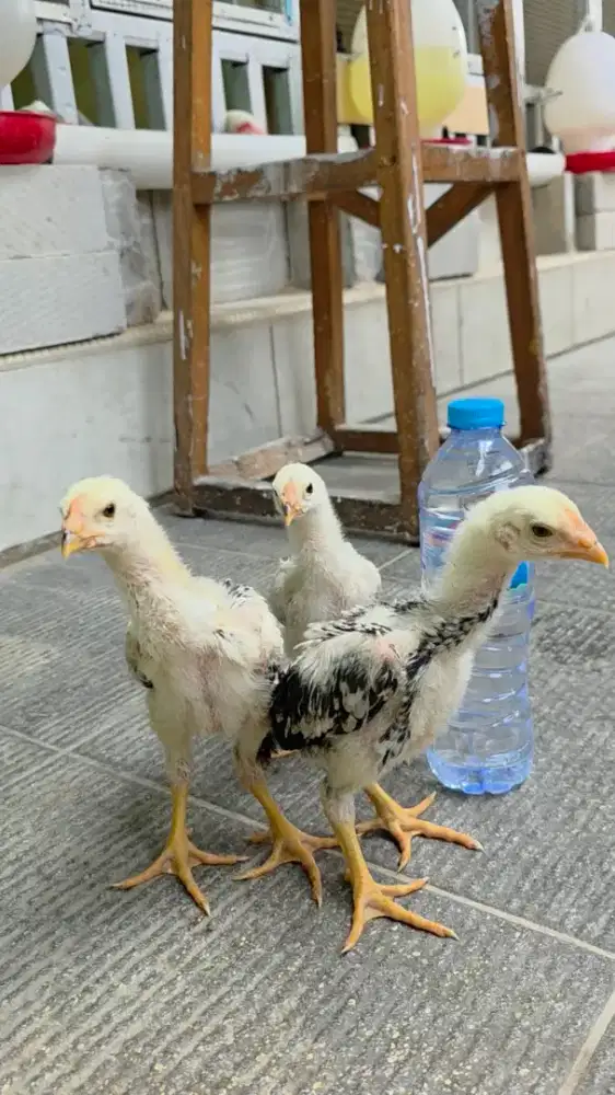 Anak Ayam Indio Gigante Usia 1 Bulan