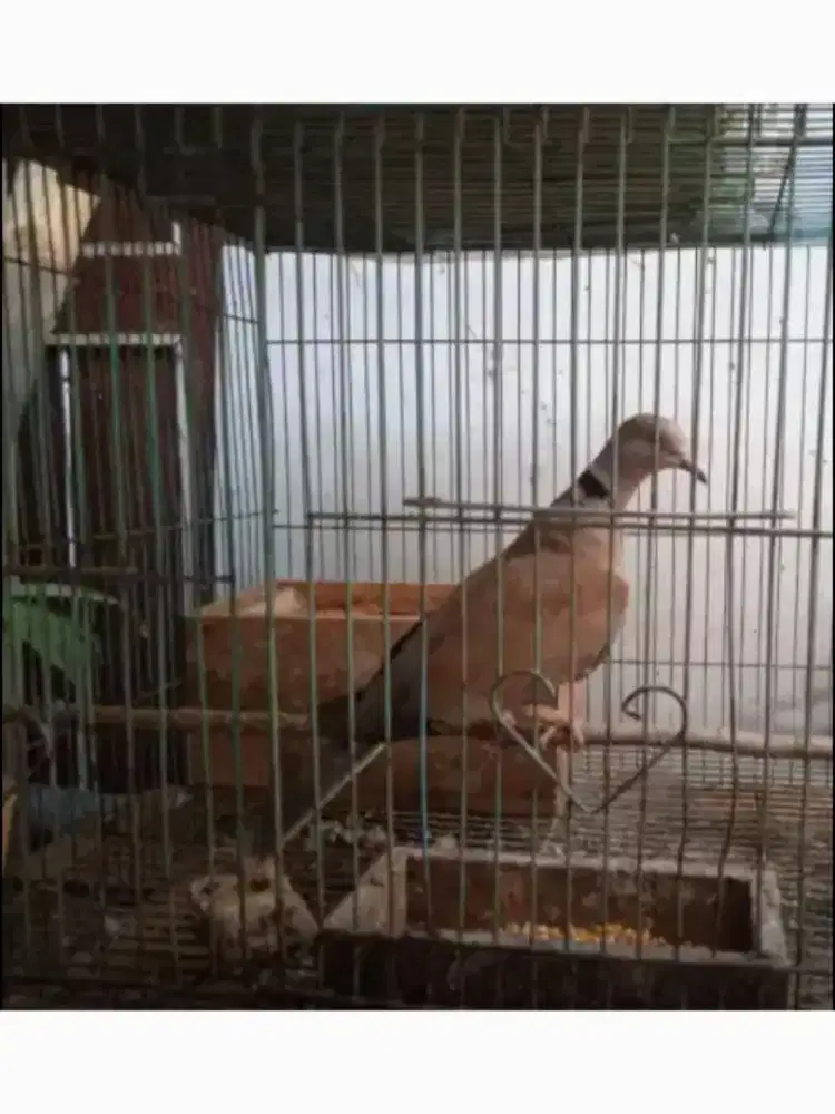 Burung puter Kres pelung betina dewasa