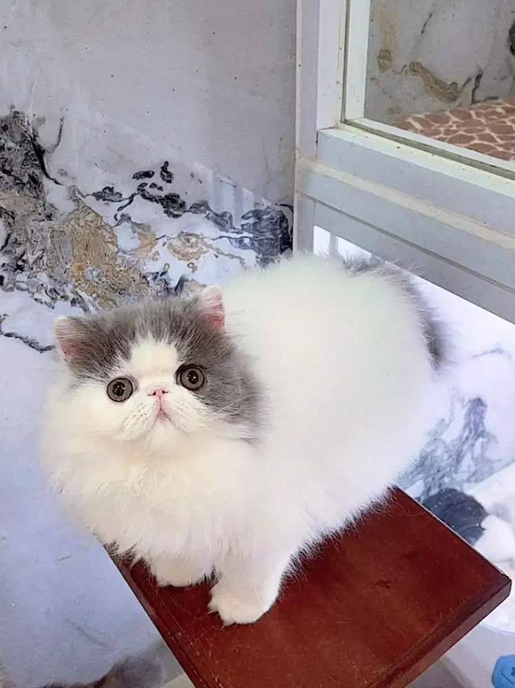 Kitten Persian 4 bulan