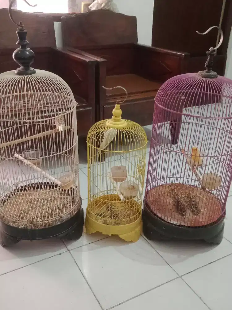 Jual borungan 2 kenari 1 parkit semua fs