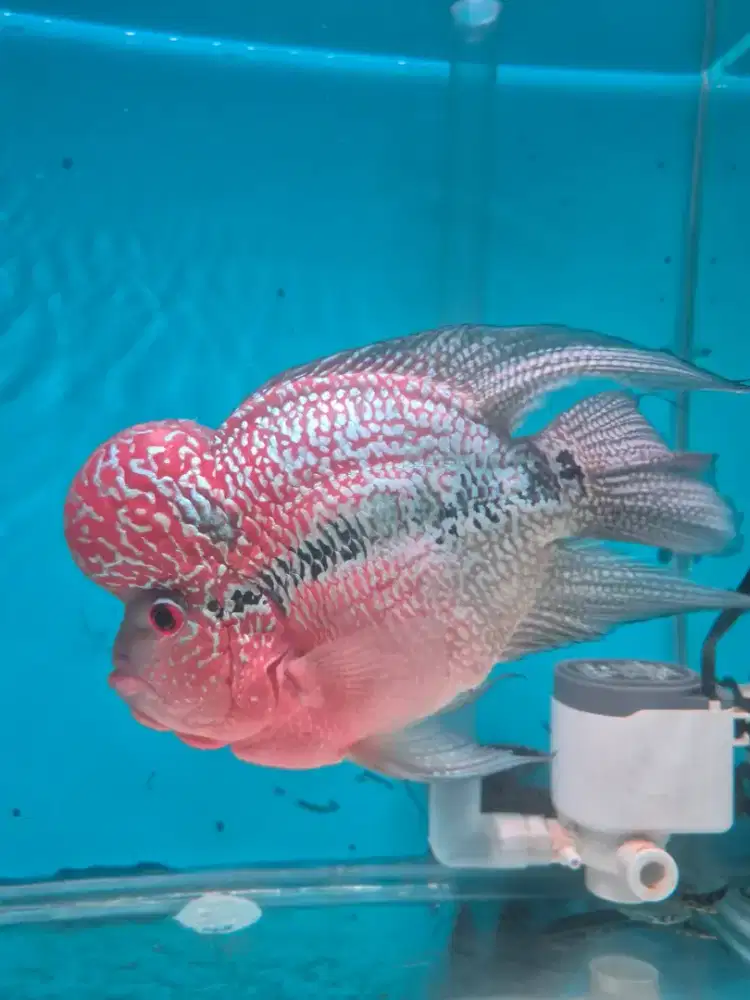 Di jual ikan Louhan srd Shortbody ukuran 5 jari