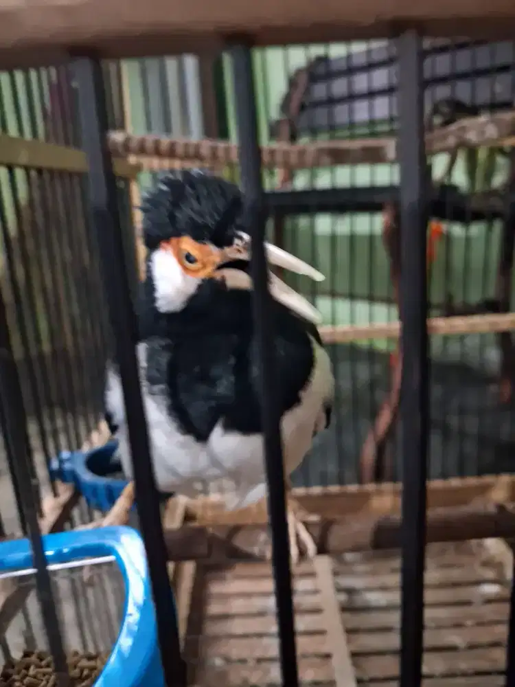 Burung Jalak Suren