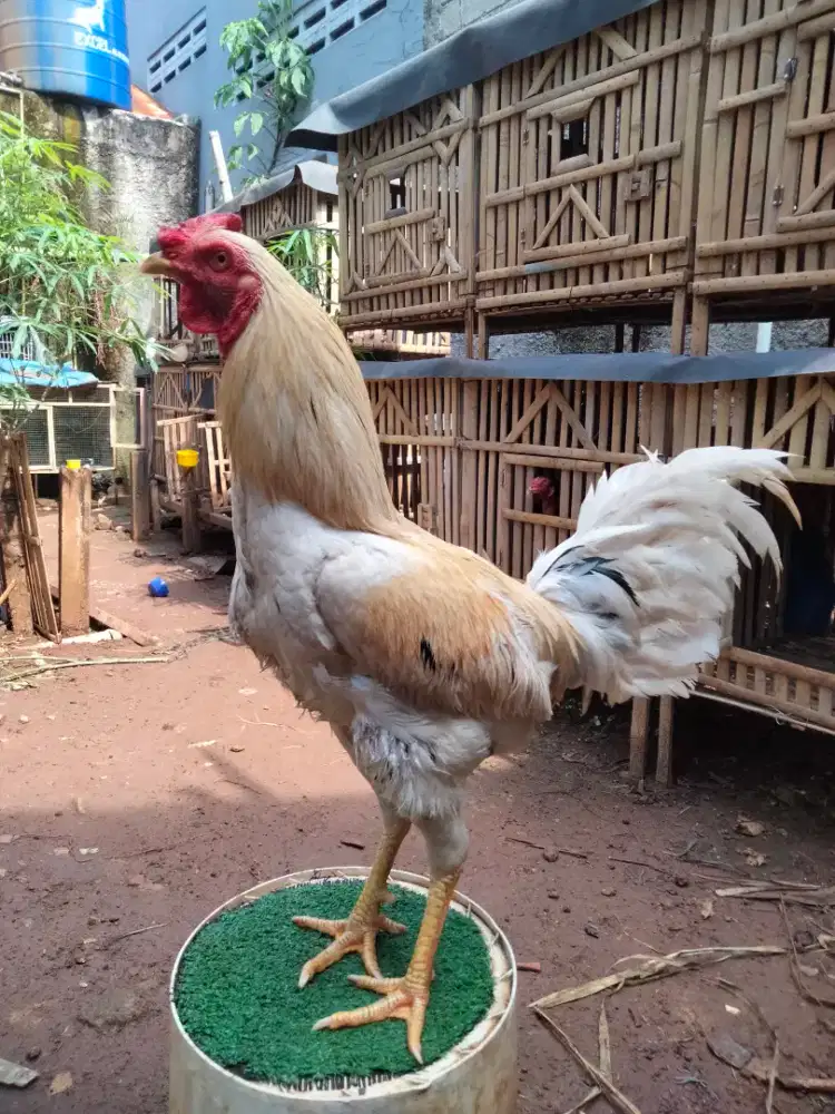 Ayam plucker X mangon