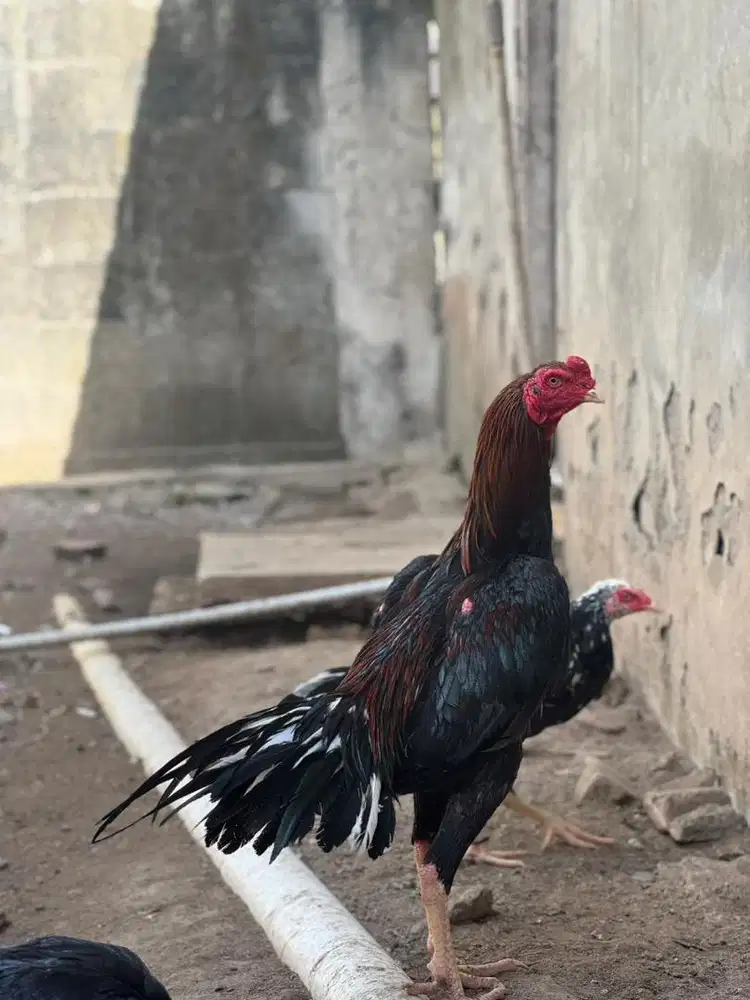 Pacek muda ekor lidi murni trah ekor kaku