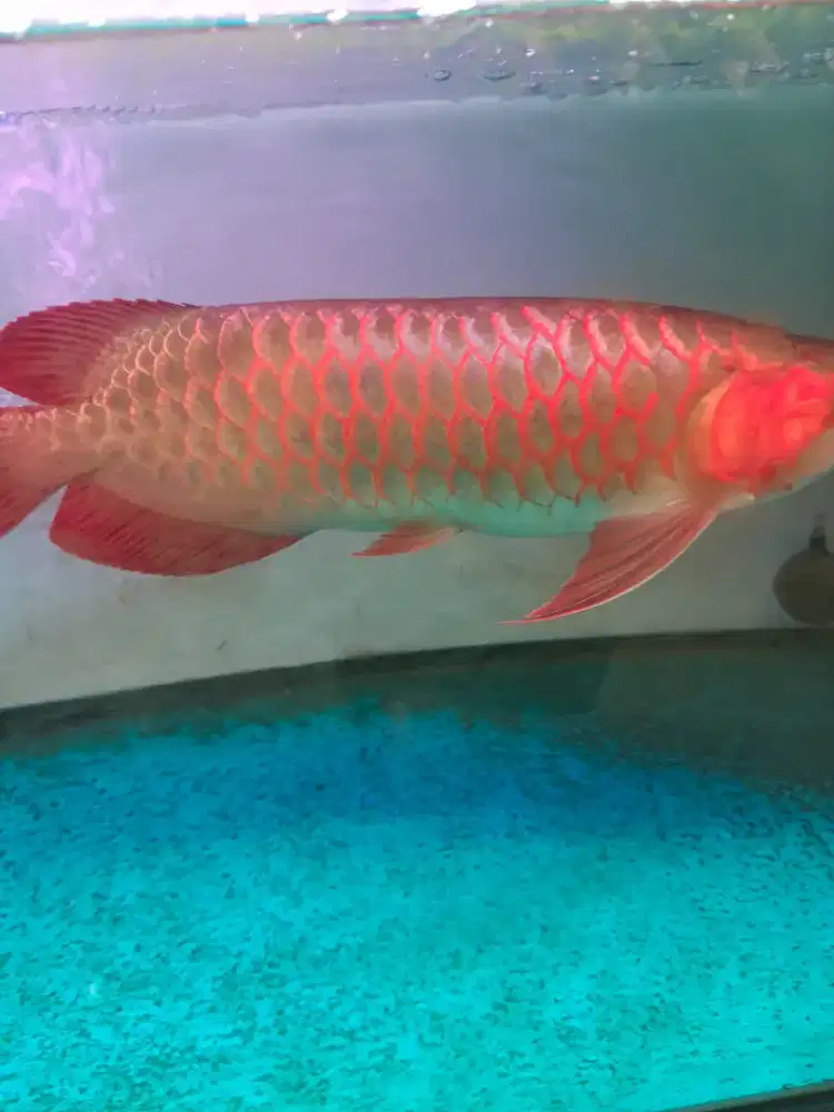 Dijual arwana super red UK 25 cm fullset asli bawa dari Kalimantan.