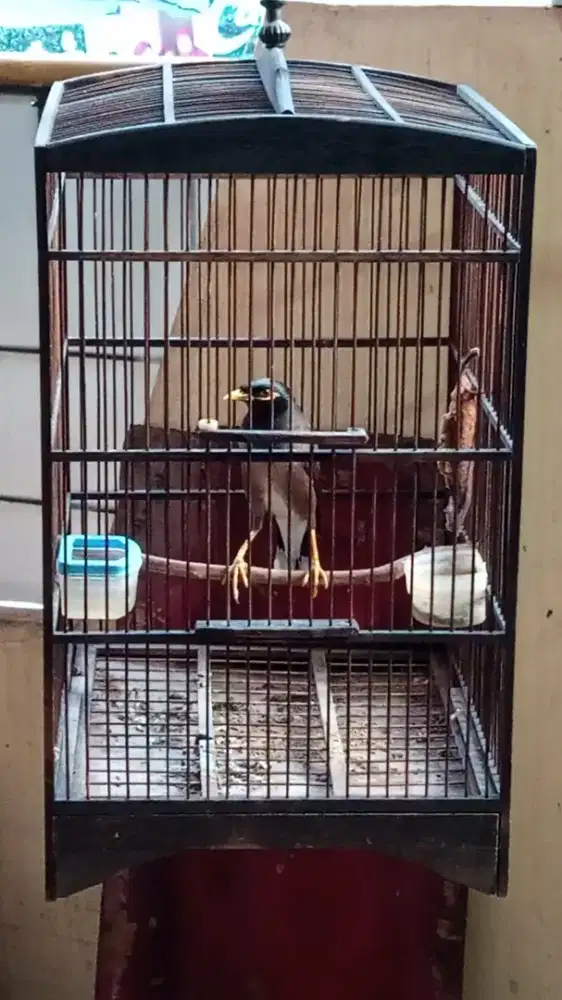 Burung Jalak Nias