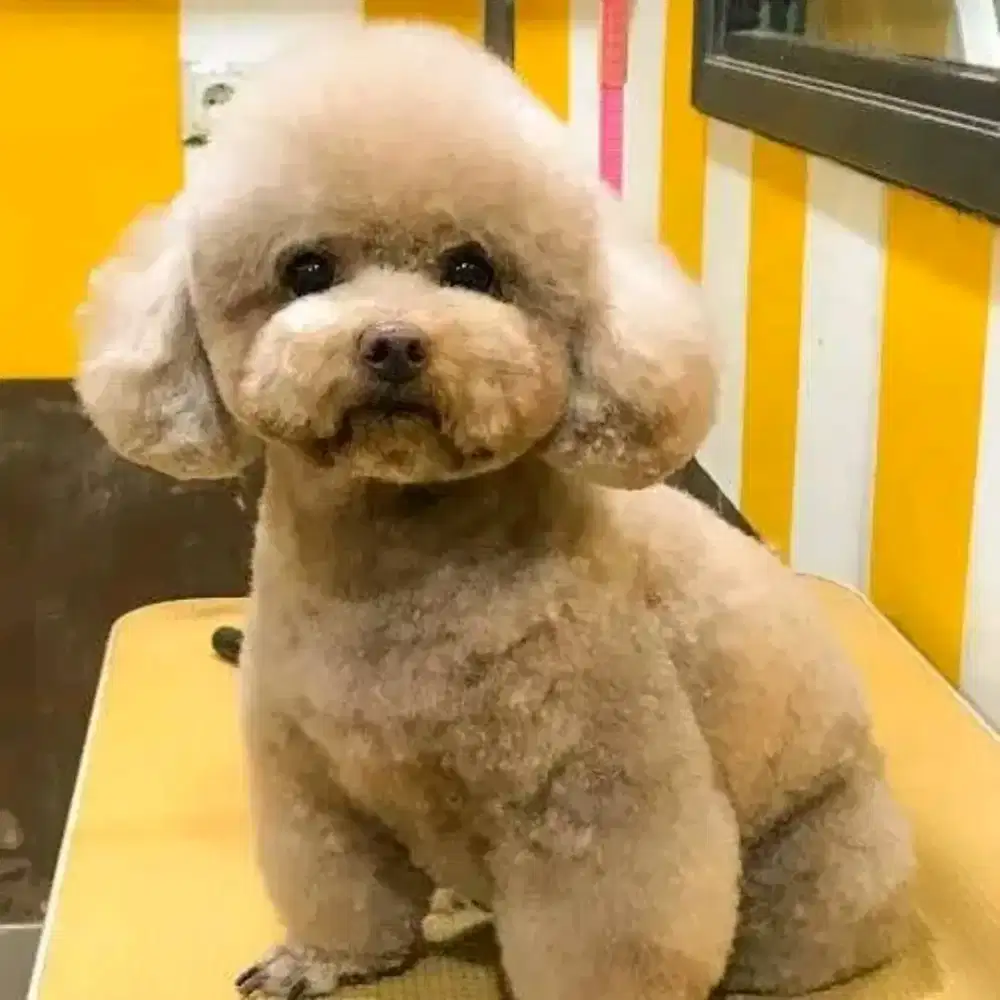 Juragan grooming anjing&kucing panggilan datang kerumah