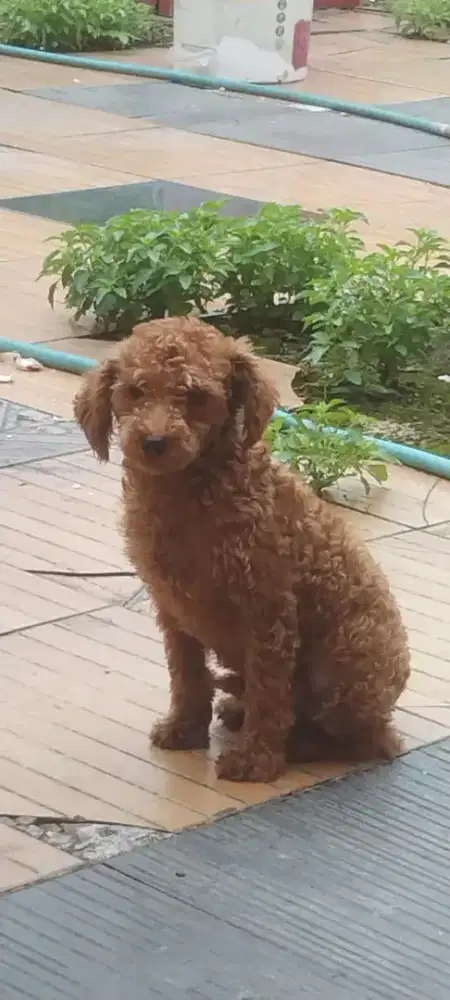 Puppies red poodle jantan usia 5 bulan murah meriah