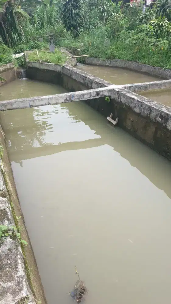 [BORONGAN] Ikan Koi Sortir Good Quality