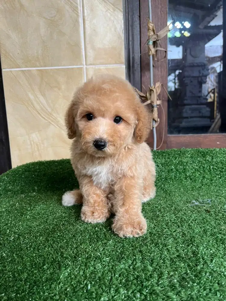 Toy Poodle Stambum