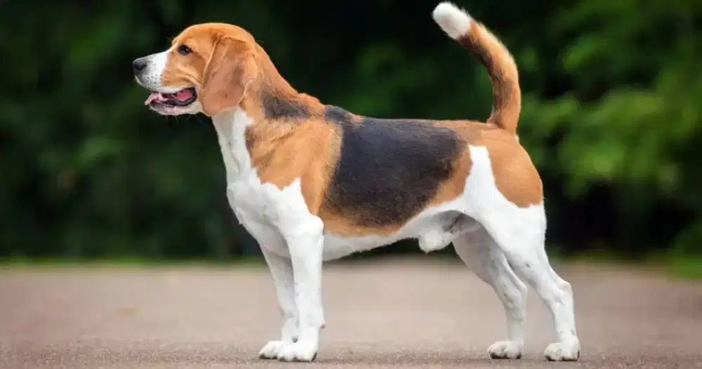 juragan grooming anjing&kucing panggilan bekasi_depok