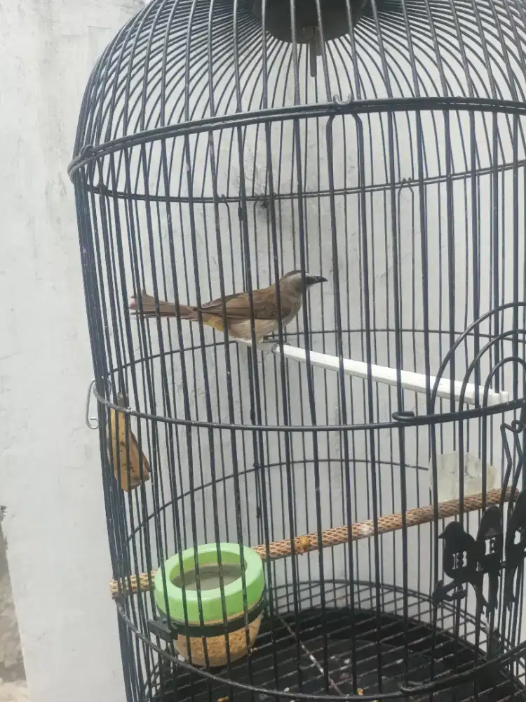Trucukan mbandul, ngriwek, ngropel vol tandrs