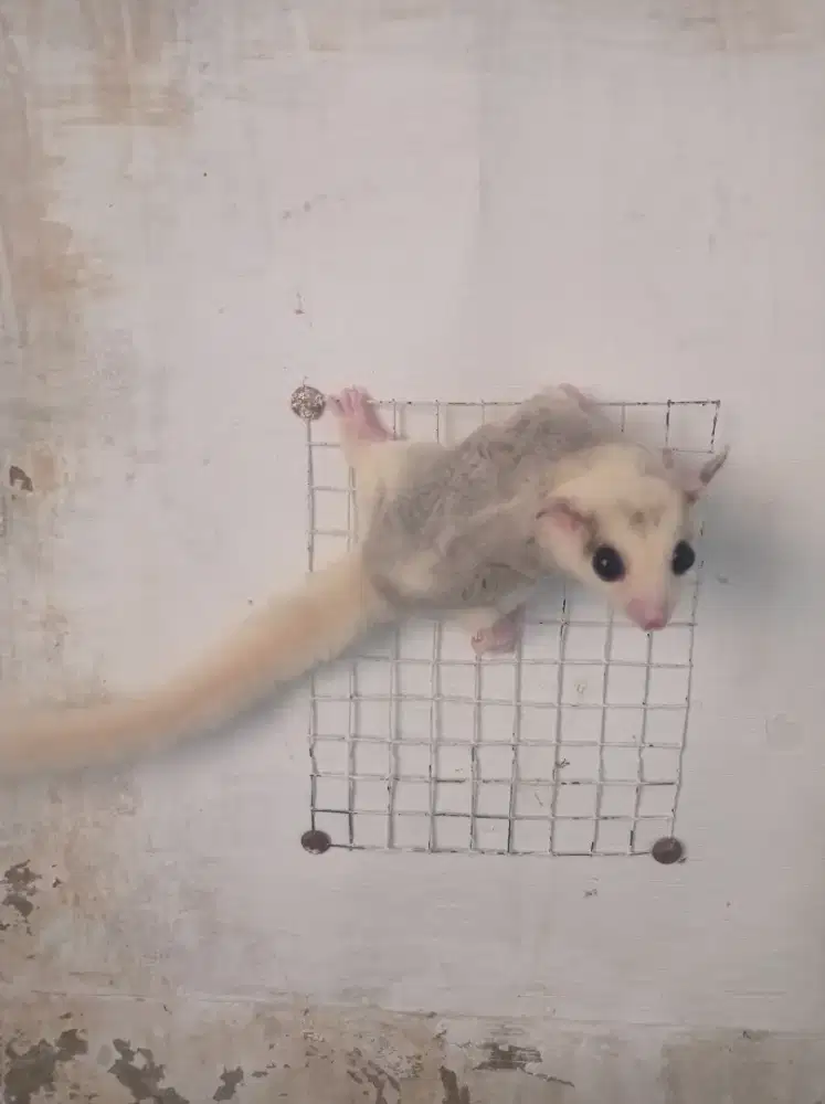 Sugar glider platmos