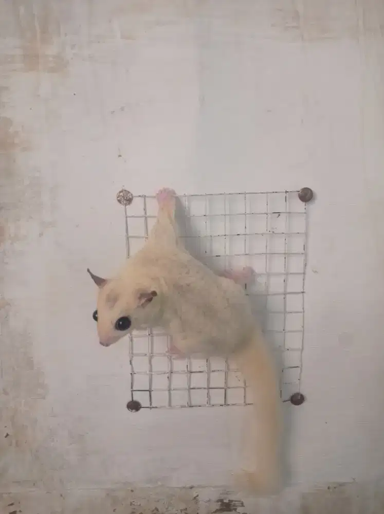 Sugar glider platmos