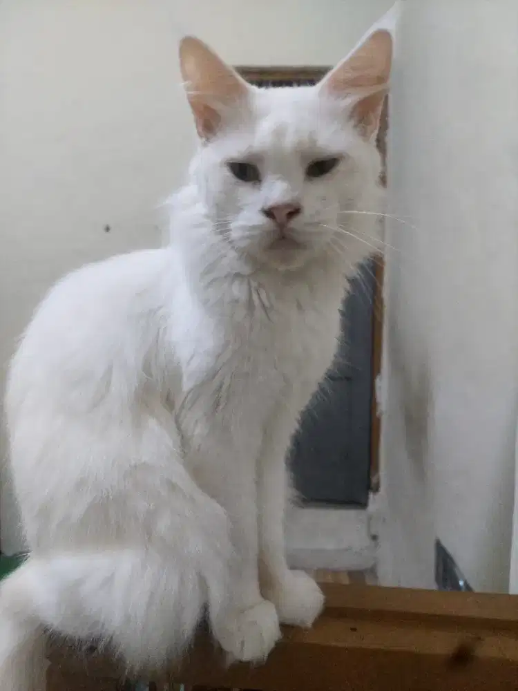 mainecoon female cfa