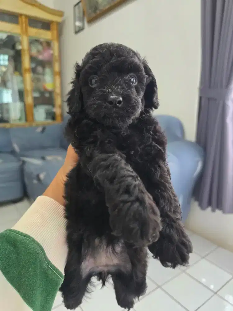 Poodle puppy black jantan & betina free ongkir