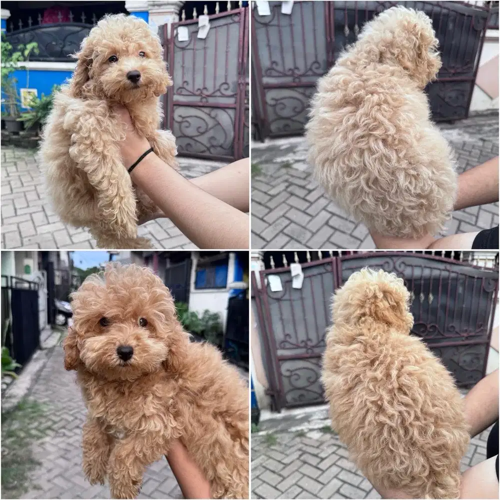 Anak anjing toy poodle betina dan jantan fawn cream teddy bear apricot
