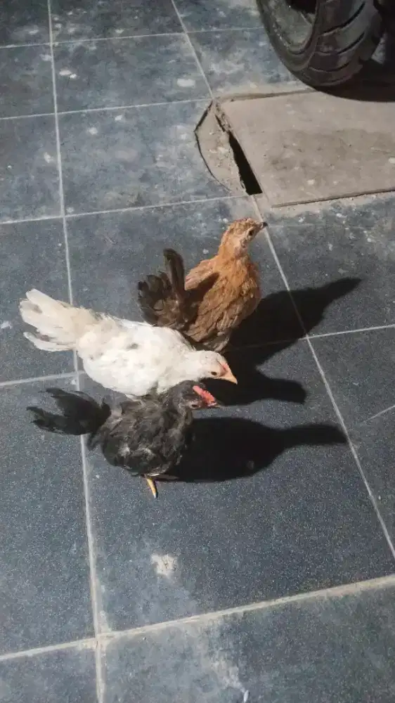 Anakan ayam kate