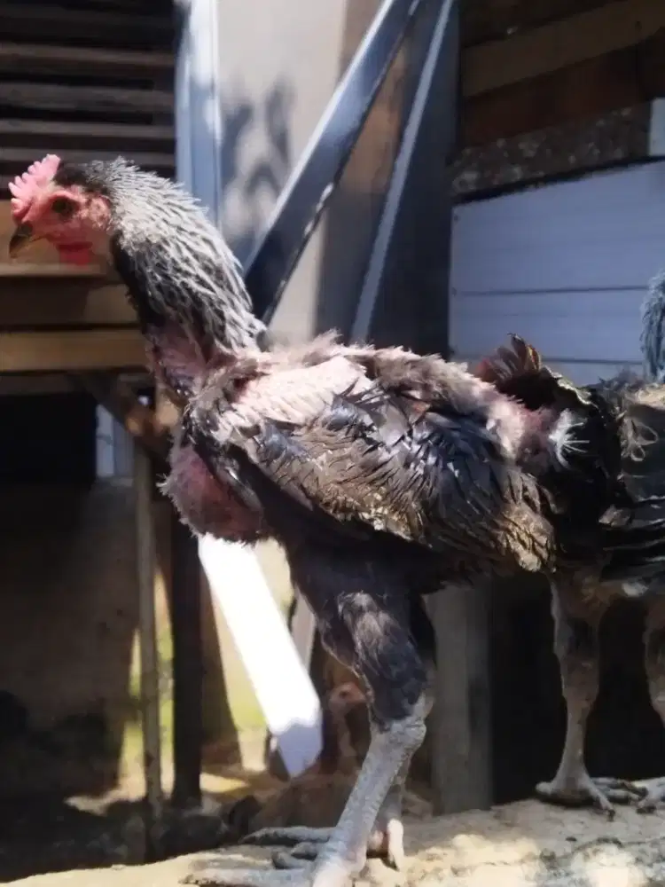 Ayam Peluang umur 3 bln 3 cewe 1 jantan