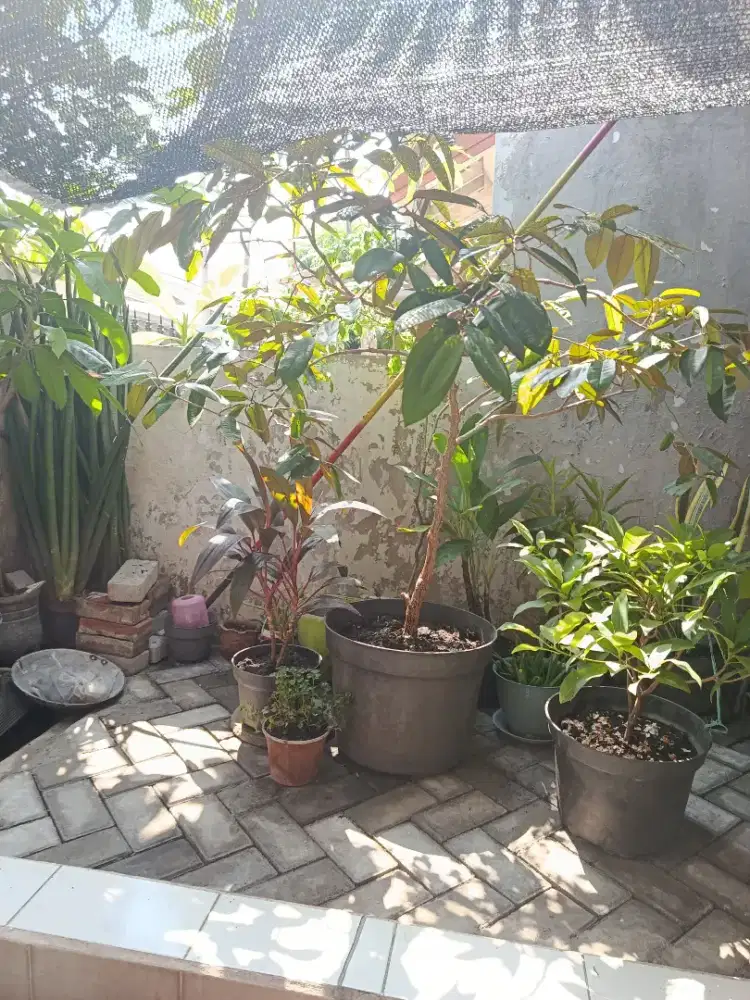 Pohon duren musang king