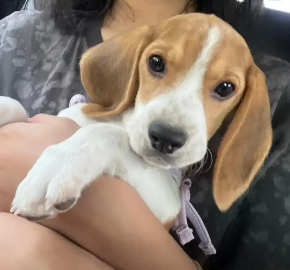 Anjing lucu pinter beagle betina 6bln