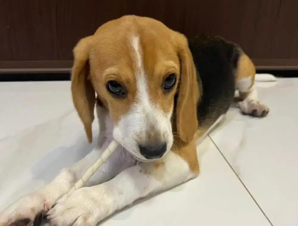 Anjing lucu pinter beagle betina 6bln