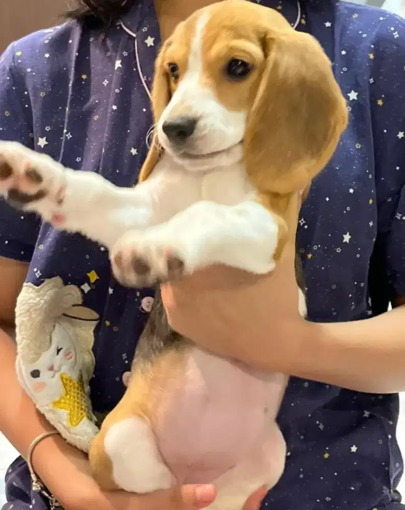Anjing lucu pinter beagle betina 6bln