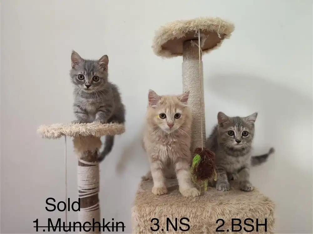 Lepas Adopt kitten anak kucing BSH British Short Hair x Munchkin