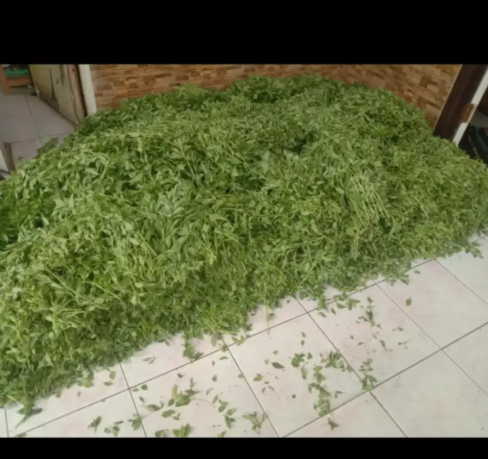 Daun kemangi langsung dari perkebunan