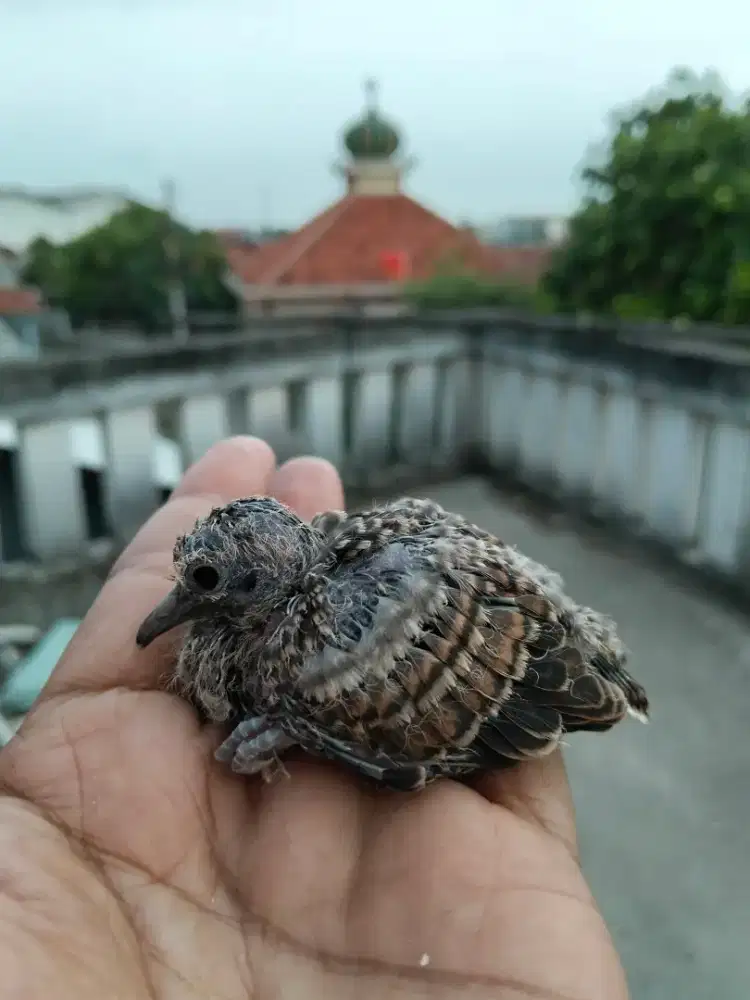 Lolohan perkutut Bangkok asli ya