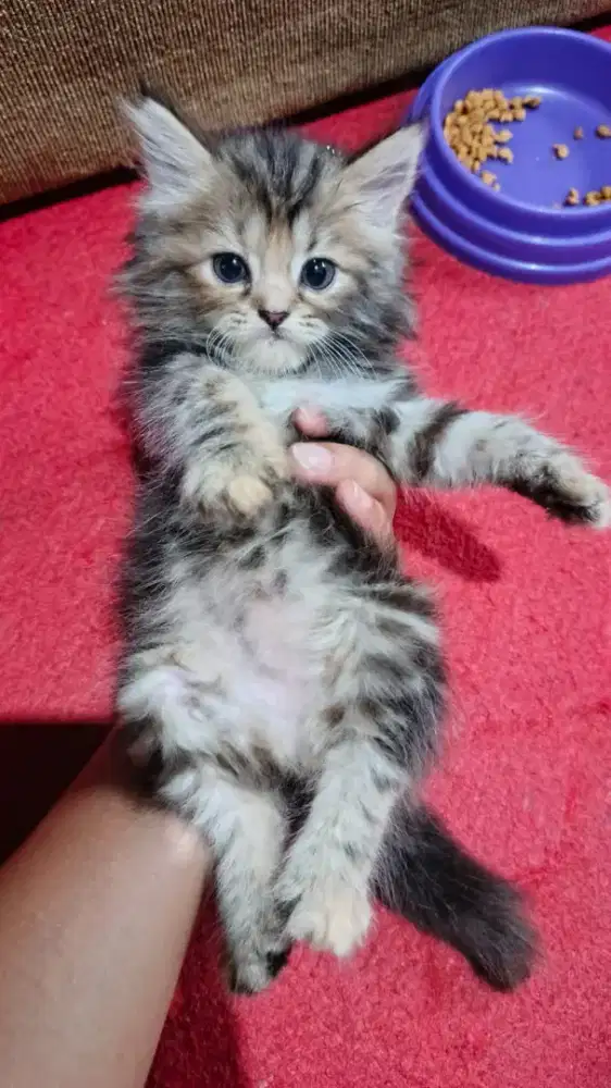 Kitten persia Longhair