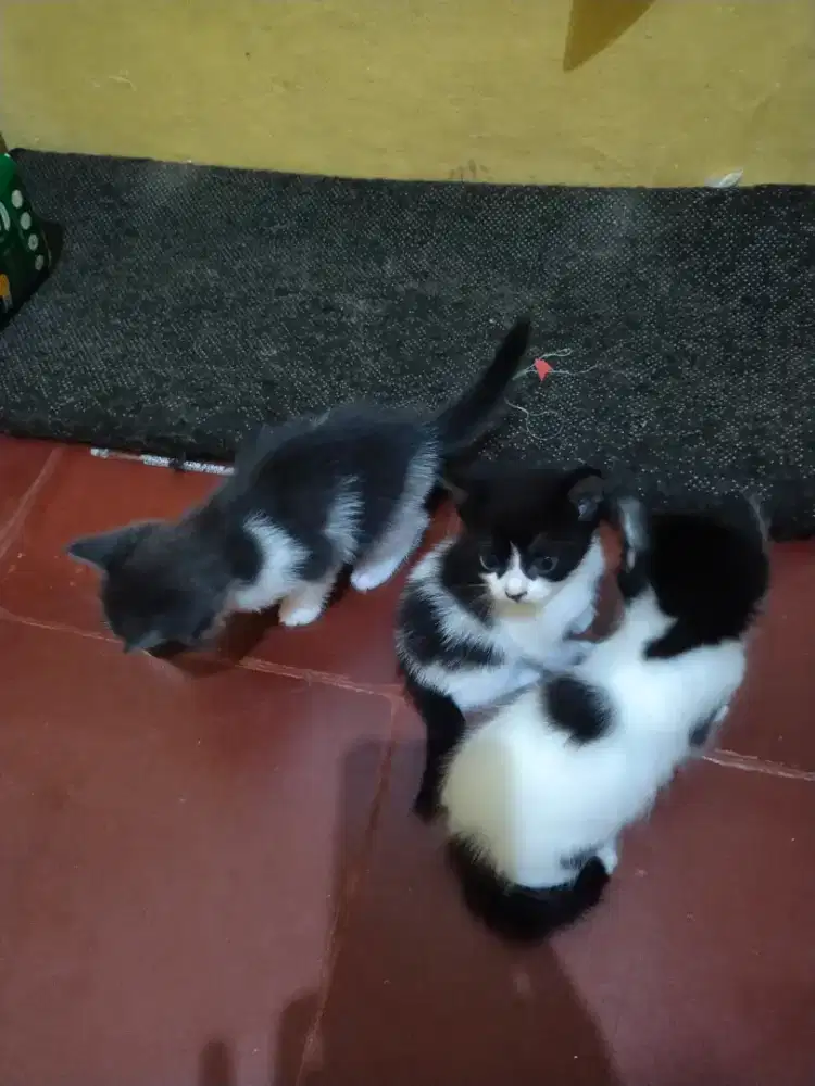 Anak Kucing siam
