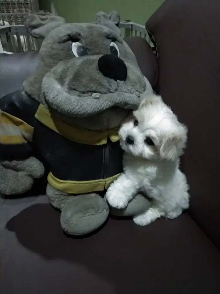 Jual Satu Anakan Maltese Jantan