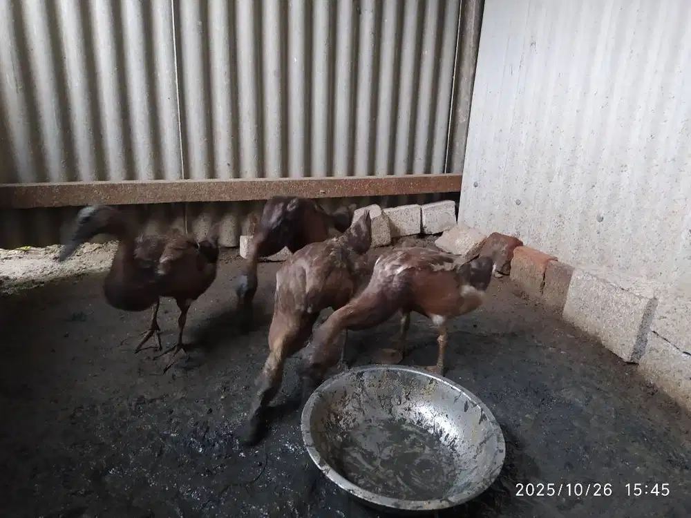 jual bebek jawa jantan