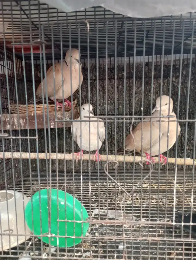 Burung Puter Pelung