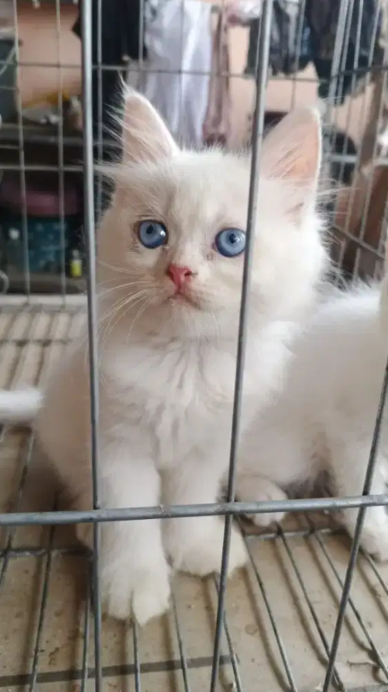 Kucing maencoon pure