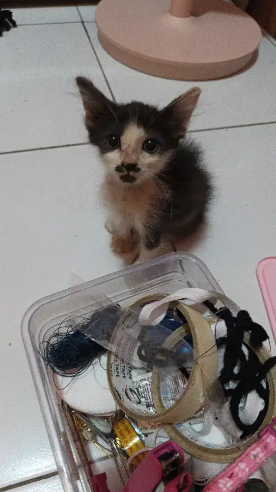 Adopsi kucing domestik