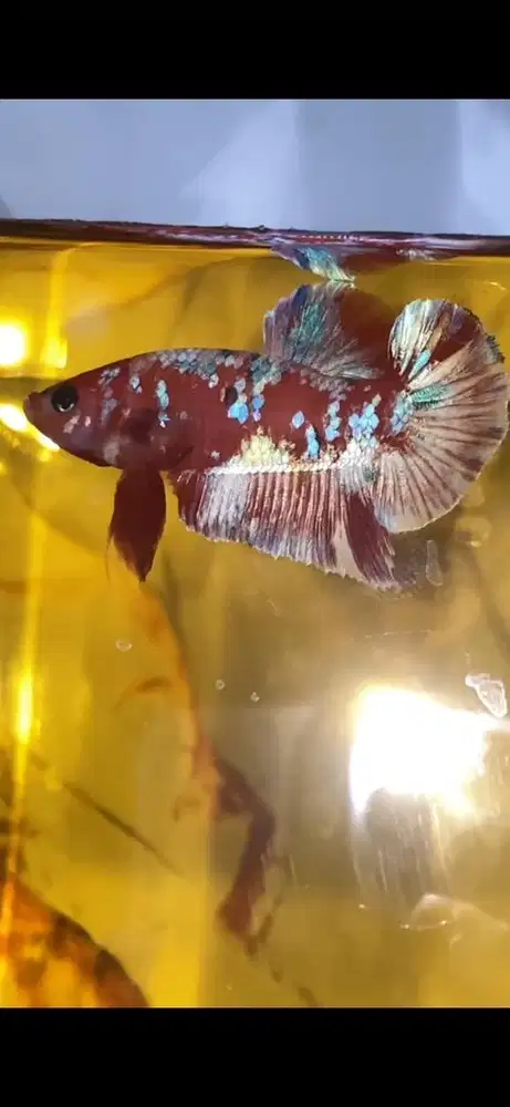 Ikan cupang barongsai