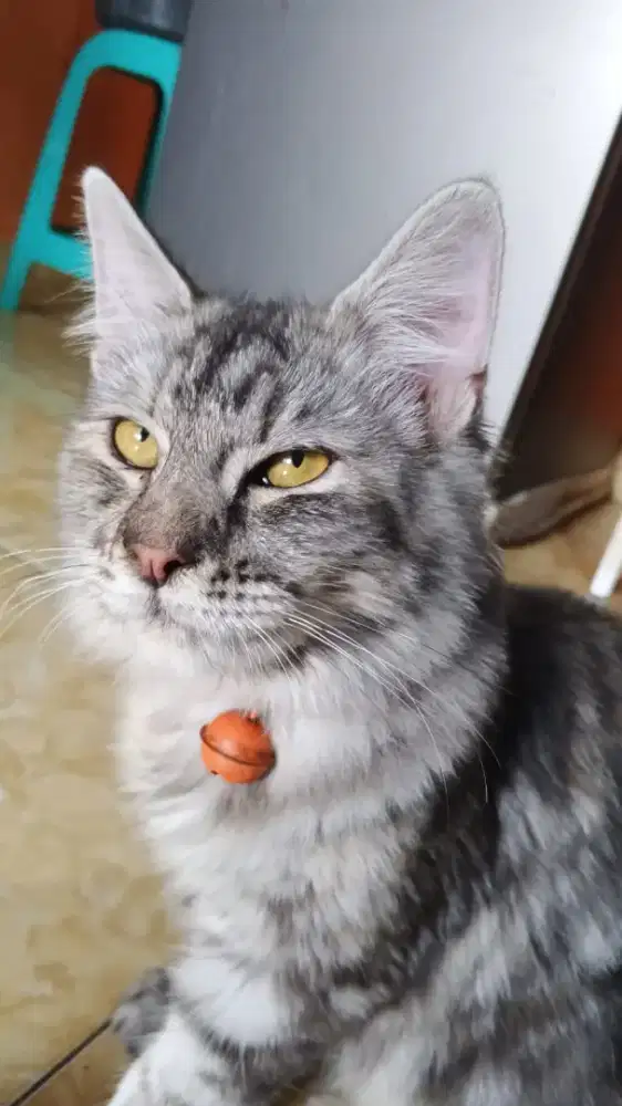 Kucing maencoon pure