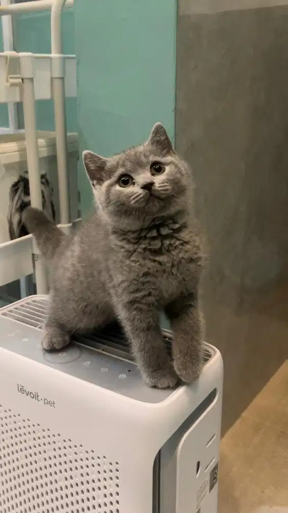 Kucing british shorthair bsh kitten betina