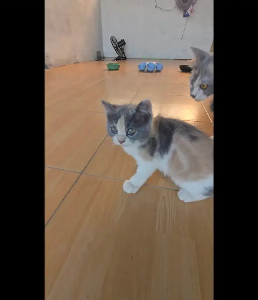 Kitten BSH umur 3 bulan