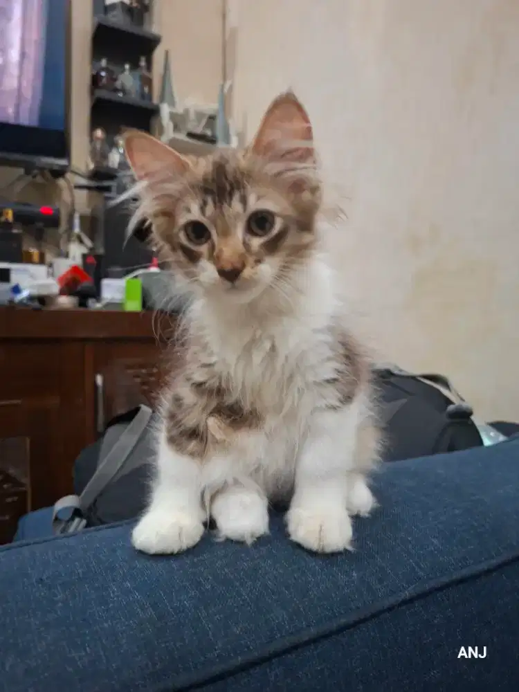 Kucing Kitten Mix dom