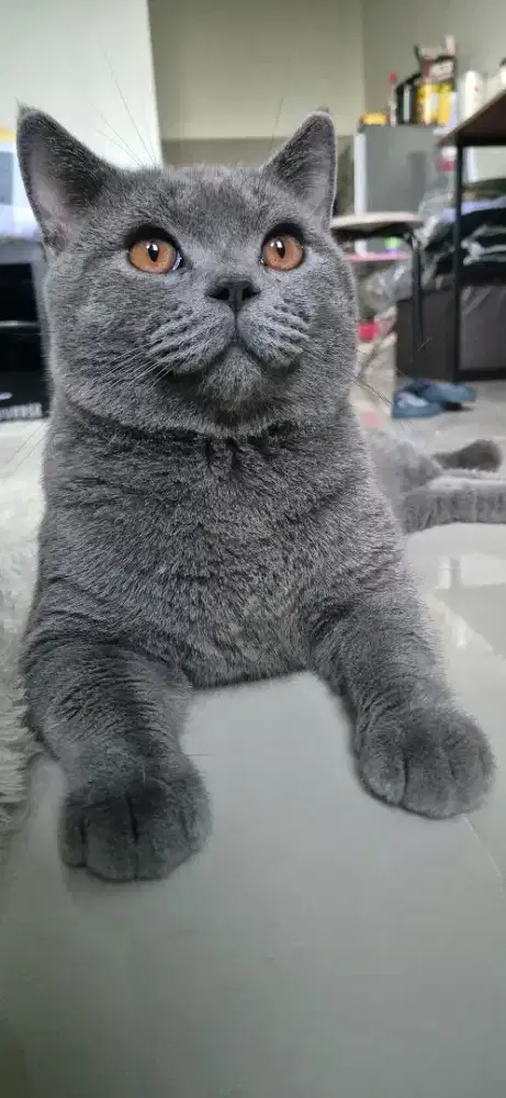 Pacak Kucing Bristish Shirthair (BSH) Blue Solid
